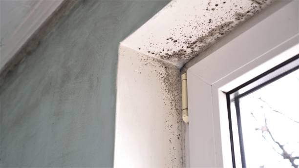 Mold Removal for HVAC Installations in Ko Olina, HI