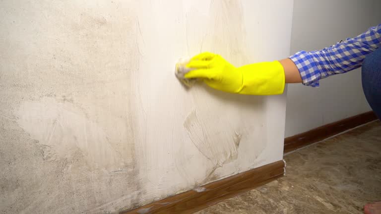Best Black Mold Removal  in Ko Olina, HI