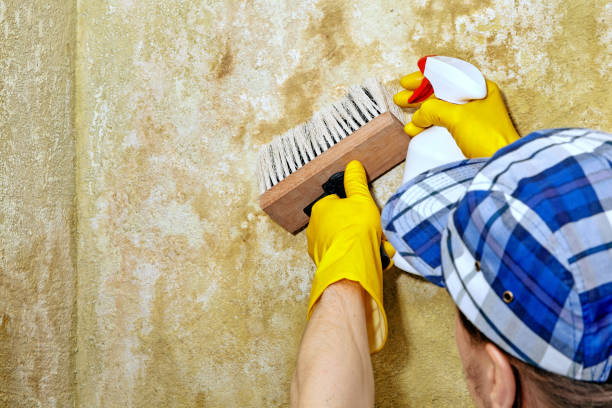 Best Comprehensive Air Testing for Mold Contaminants  in Ko Olina, HI