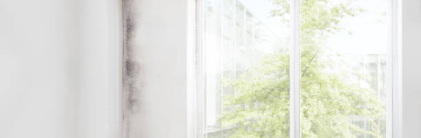  Ko Olina, HI Mold Removal Pros