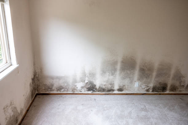 Mold Documentation for Insurance Claims in Ko Olina, HI