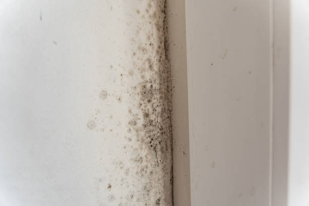 Best Asbestos and Lead Testing During Mold Inspection  in Ko Olina, HI