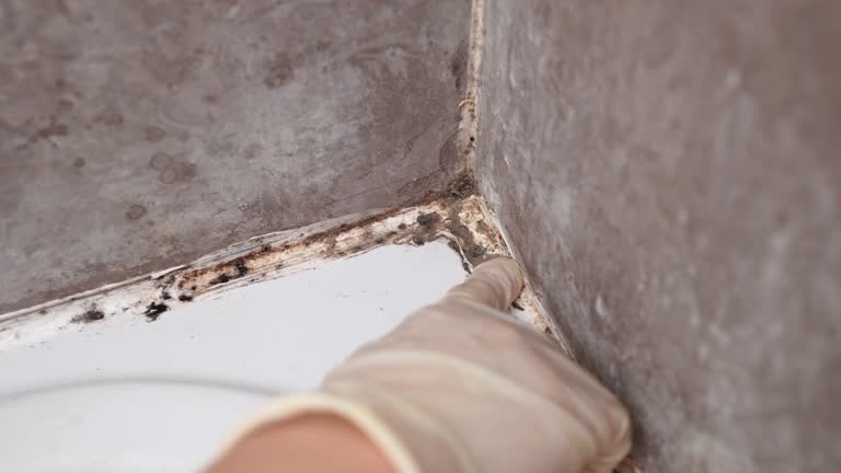 Best Basement Mold Removal  in Ko Olina, HI