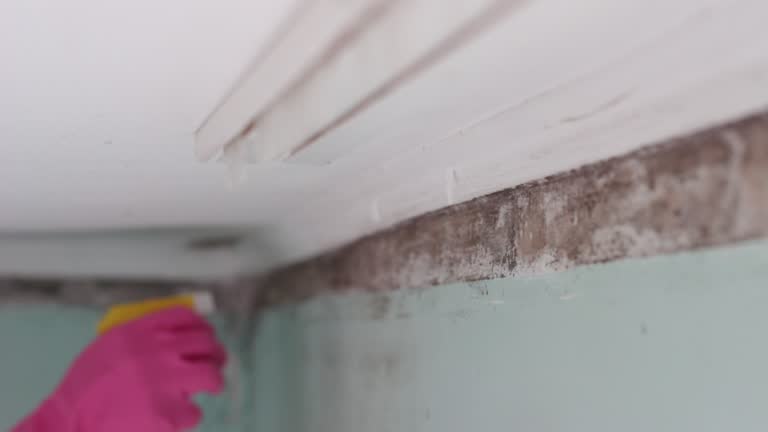 Best Mold Removal for HVAC Installations  in Ko Olina, HI